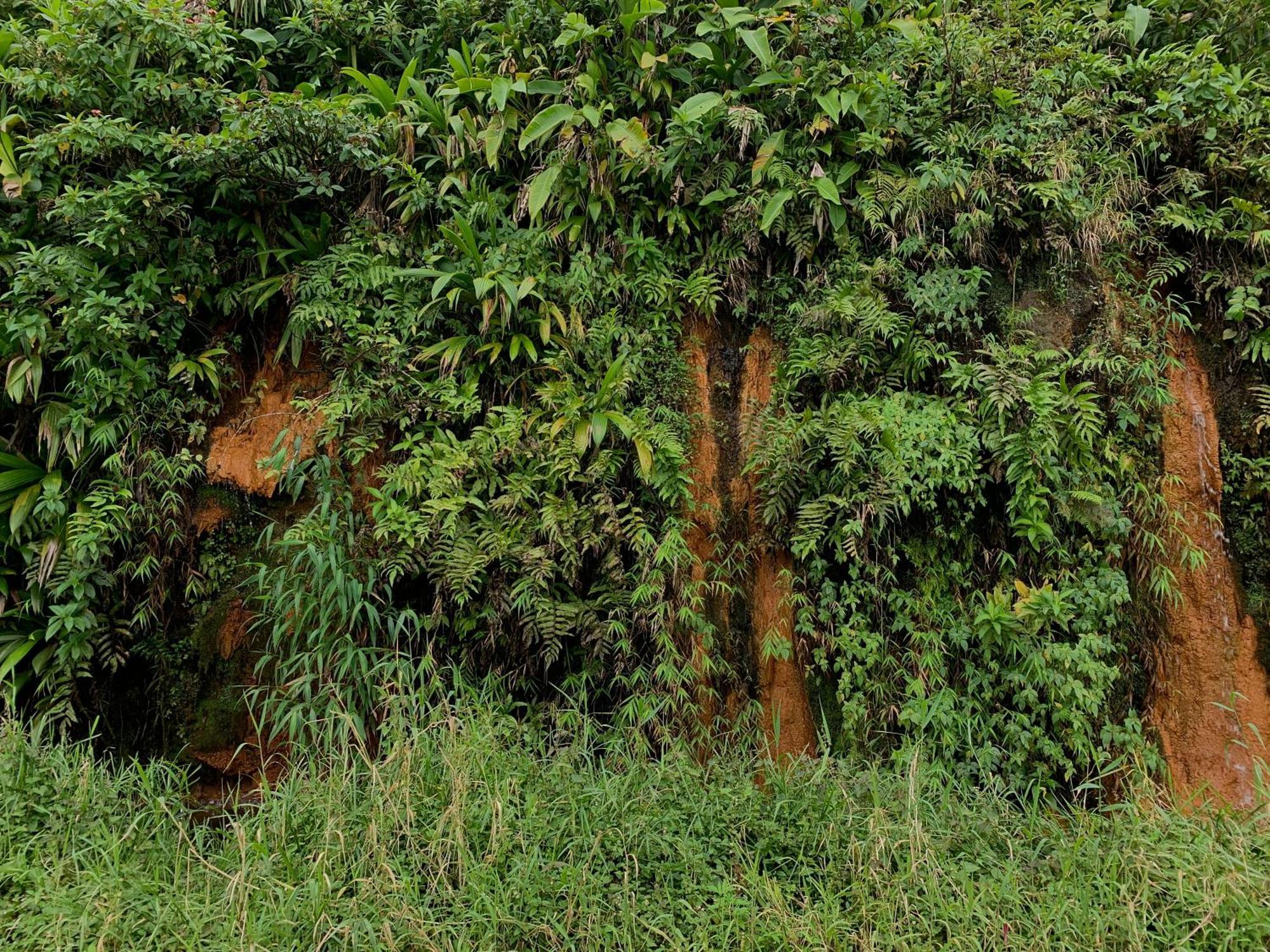 Le Petit Paradis Roseau Bagian luar foto