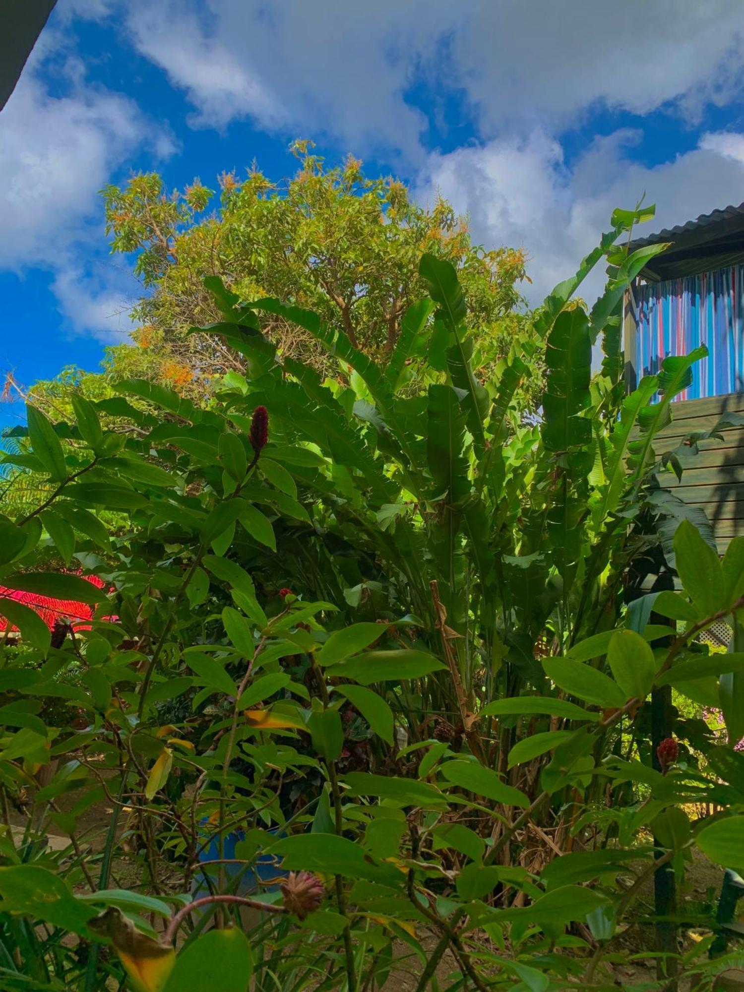 Le Petit Paradis Roseau Bagian luar foto